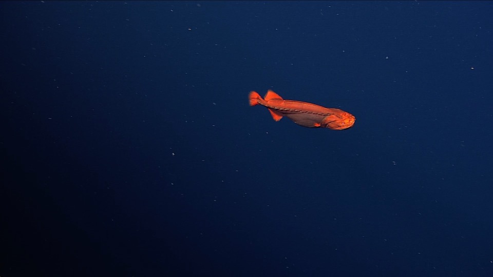 ปลาเวลฟิช