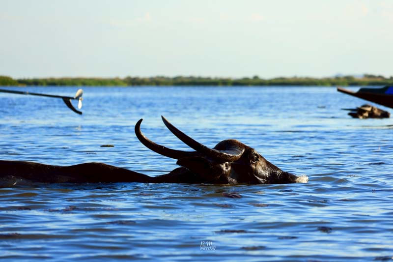 คลองปากประ