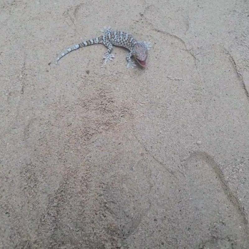 แน็ก ชาลี