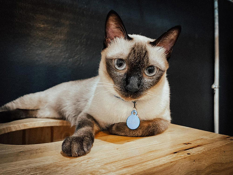 คาเฟ่แมว