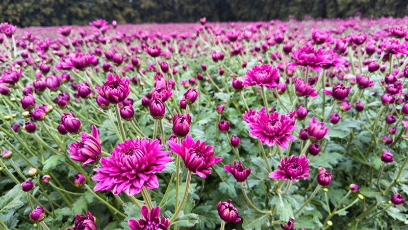 ทุ่งสวรรค์ ตะวันฉาย 2568-2569 วัดพระธรรมกาย