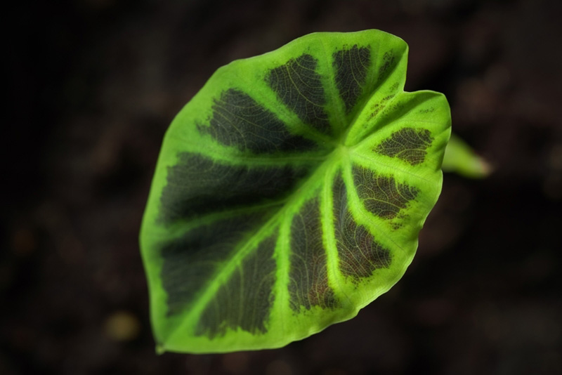 Colocasia