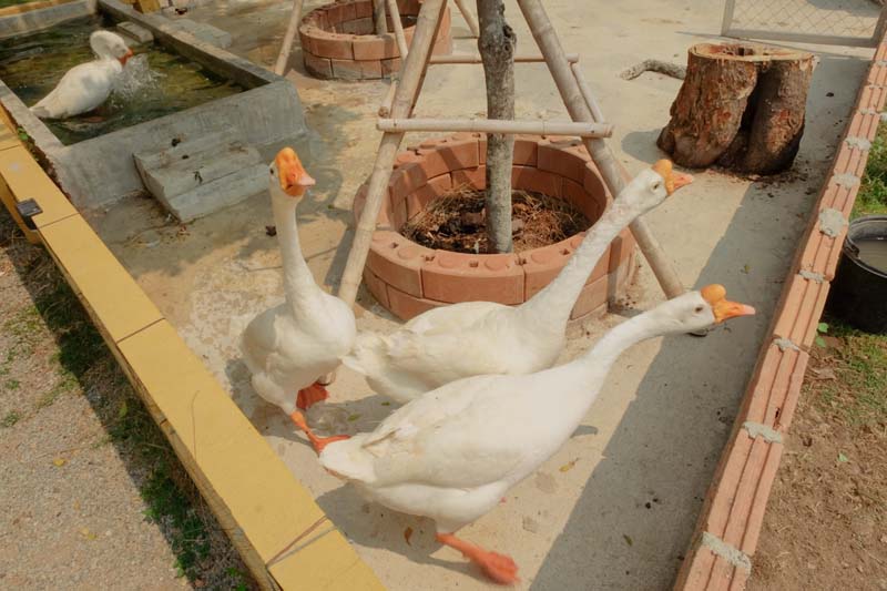 Ganesha Cafe Farm Chiangmai  
