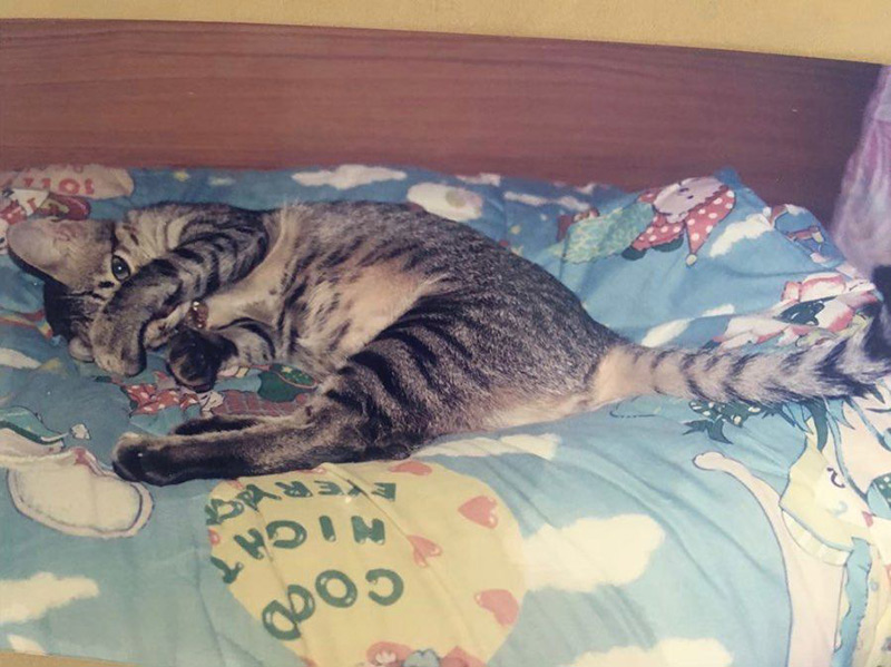 แมวเบลล่า ราณี ตาย