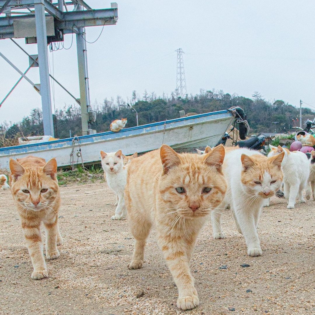 แมวจรญี่ปุ่น