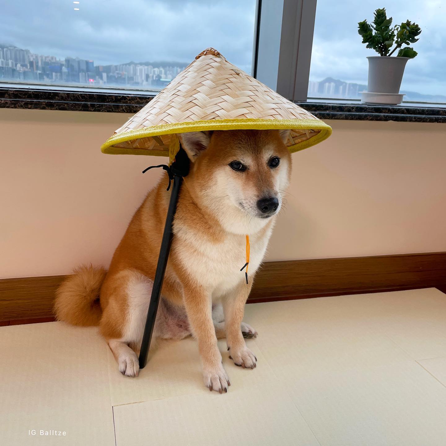 หมาชิบะเจ้าของมีมดัง