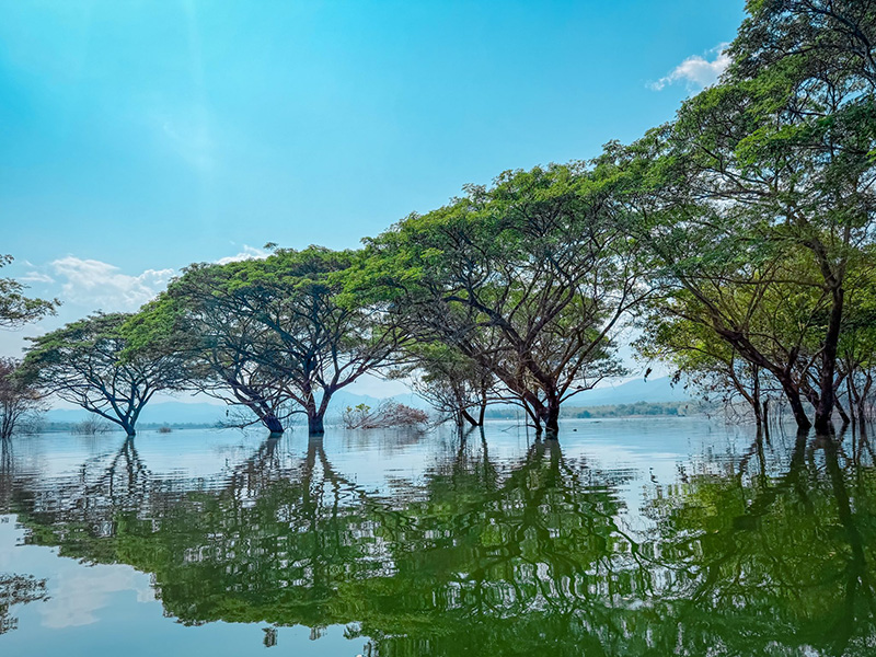 วัดบ้านเก่าจมน้ำ ชมต้นฉำฉากลางน้ำ ลำพูน