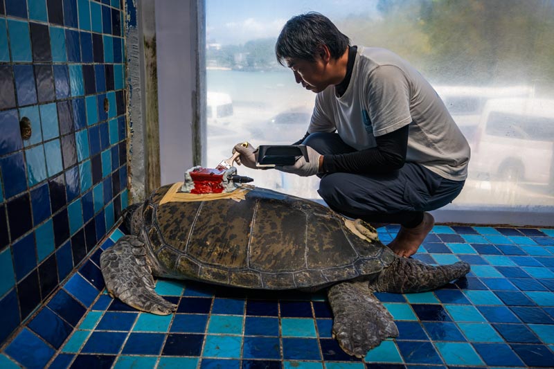 ดร. Kotaro ติดตั้งอุปกรณ์ติดตามดาวเทียม Satellite Tag บนเต่าตนุ