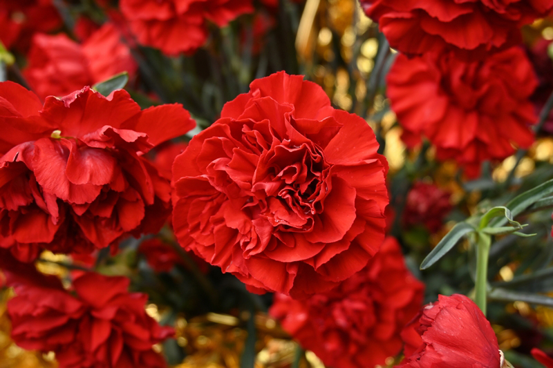 ดอกคาร์เนชั่น