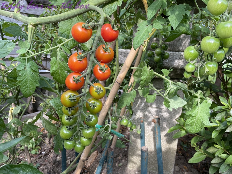 มะเขือเทศไส้บ๊วย