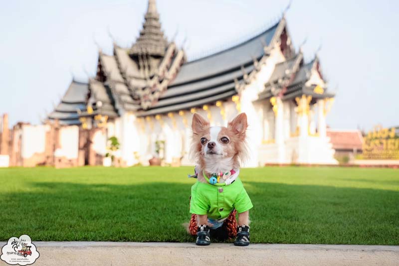 งานอยากวิ่งกับหมา 