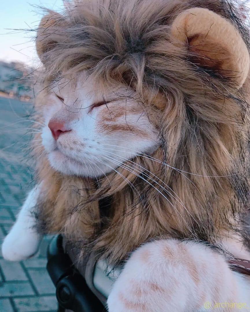 แมวเซเลบ