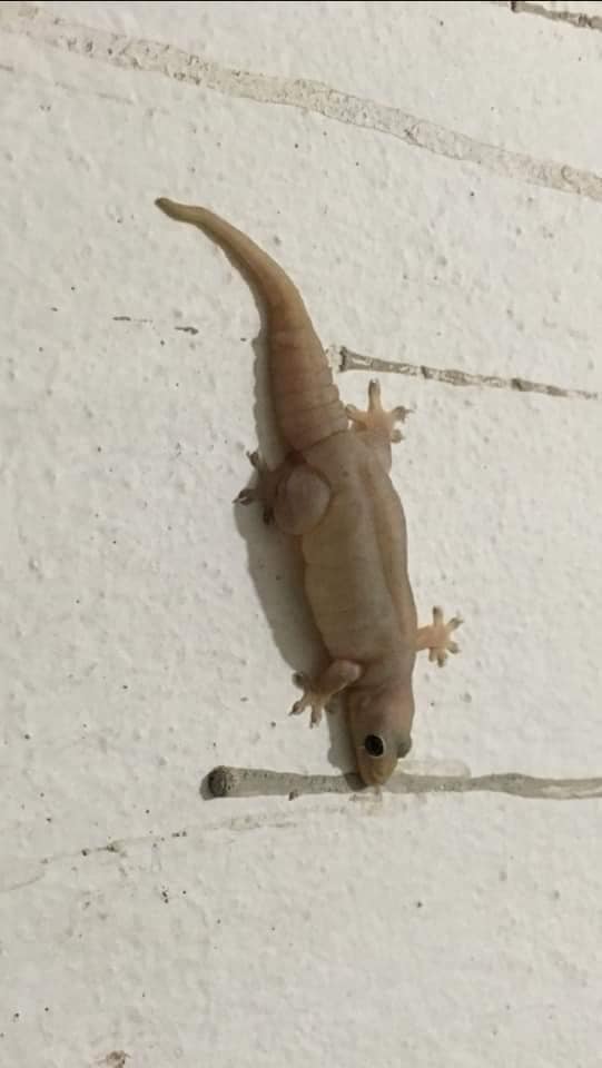 จิ้งจกบ้าน