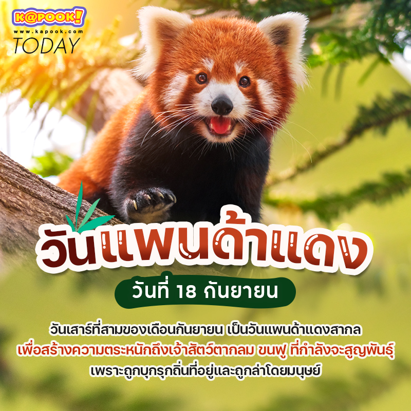 วันแพนด้าแดง