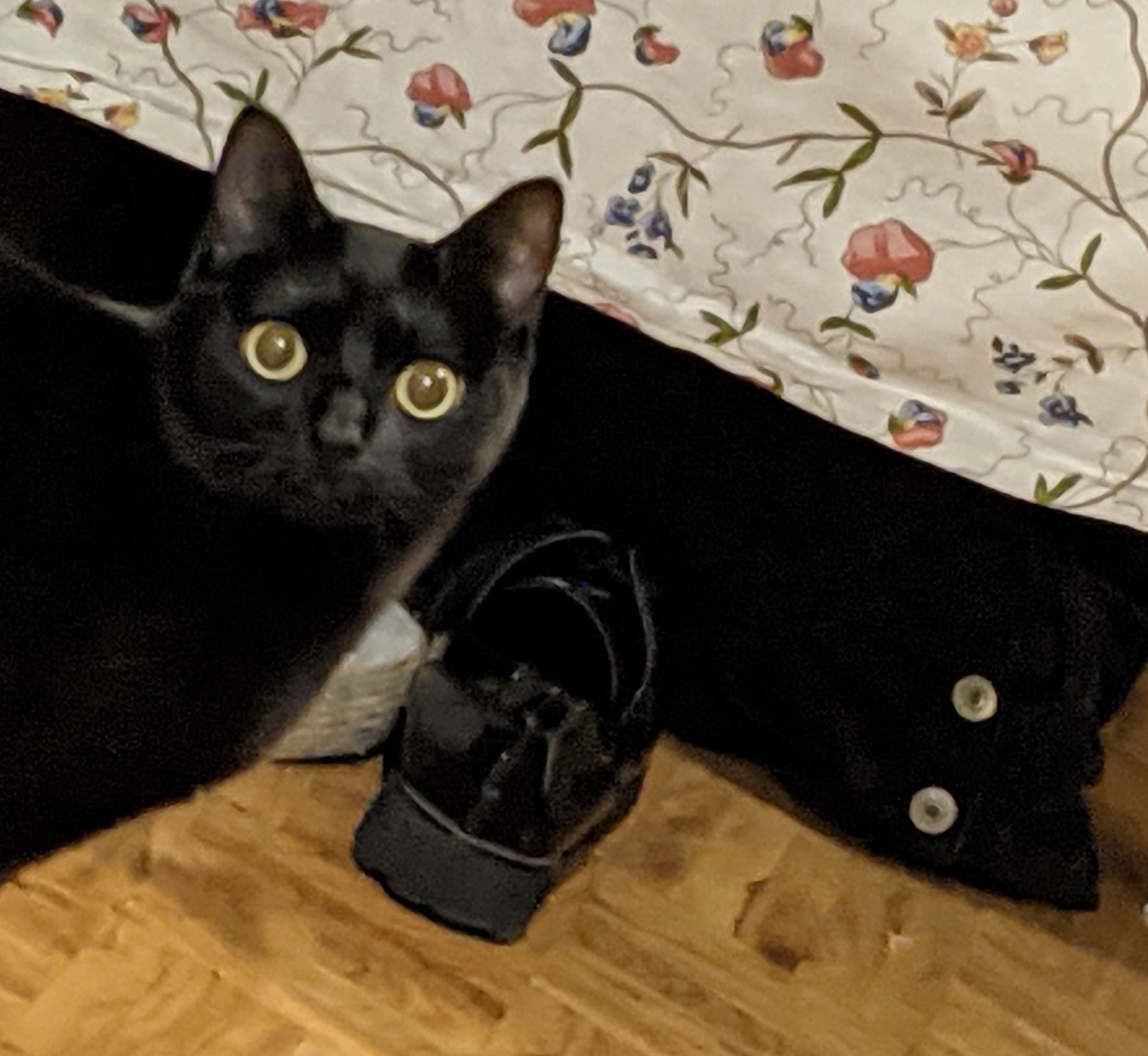 แมวนอนตาค้าง