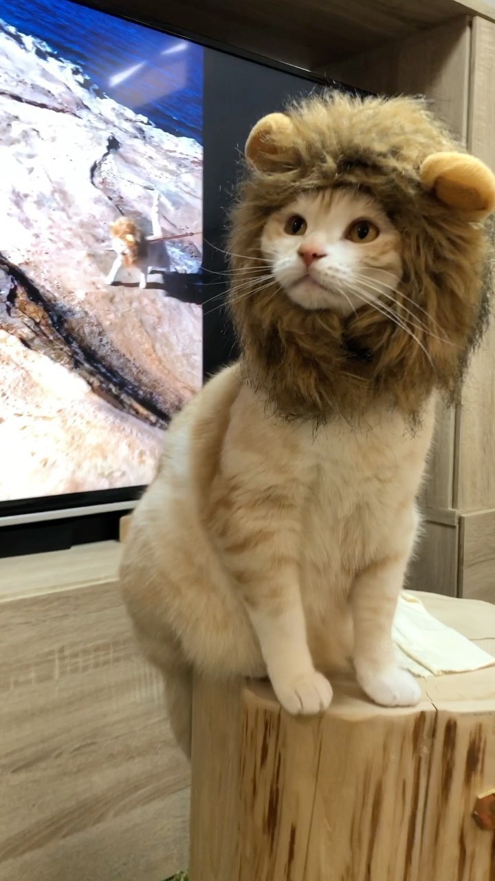 แมวเซเลบ