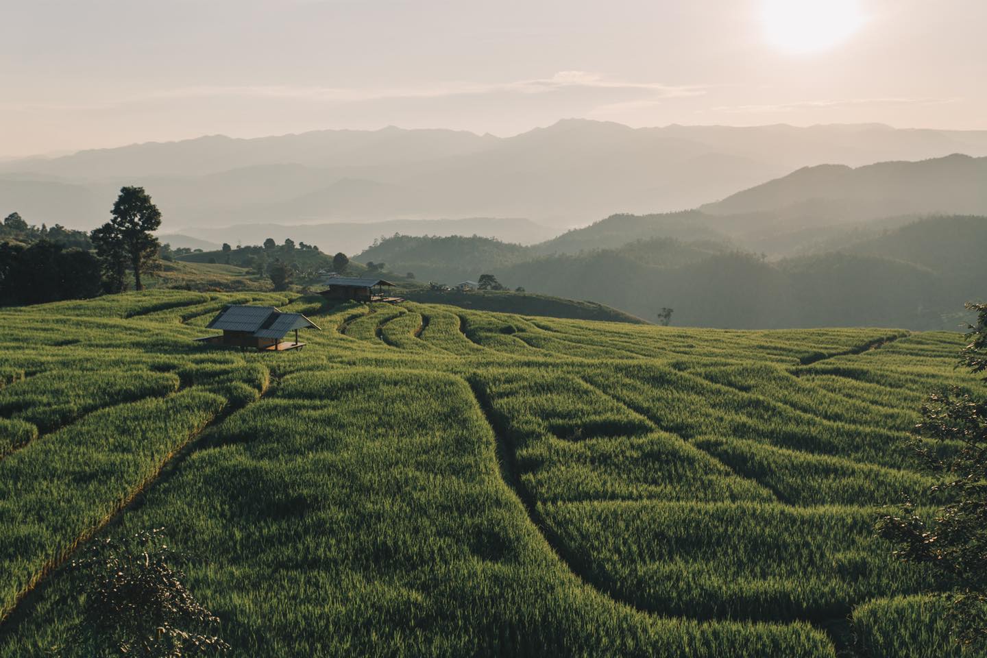 ป่าบงเปียง