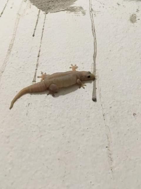 จิ้งจกบ้าน