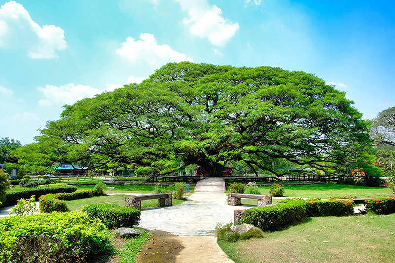 ต้นจามจุรียักษ์ กาญจนบุรี ที่เที่ยวหน้าร้อน 2569