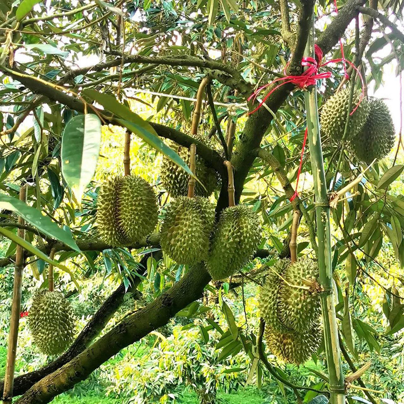 บุฟเฟต์ทุเรียน 2569 สวนละไม