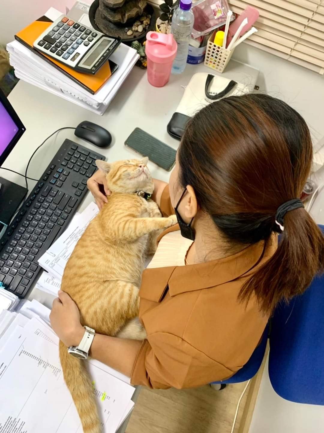 ออฟฟิศแมว