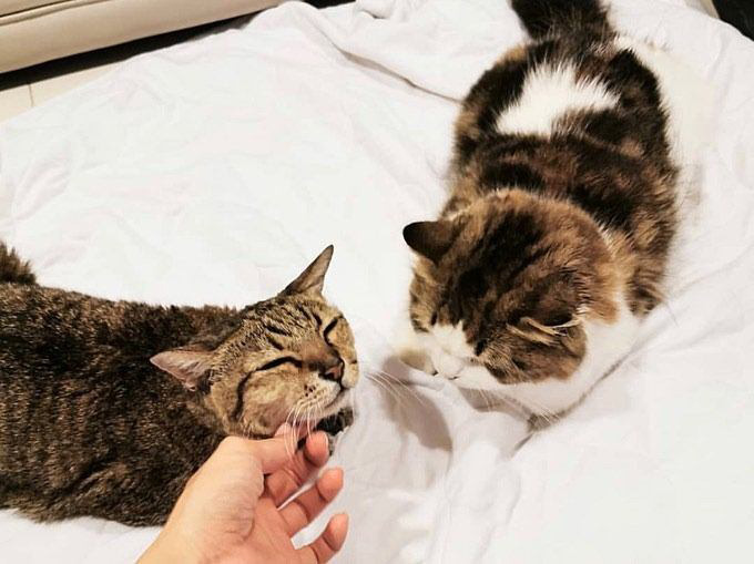 แมวเบลล่า ราณี ตาย