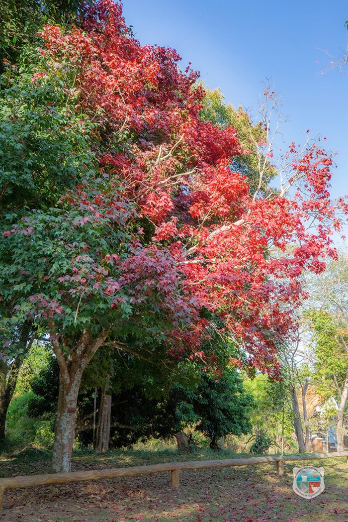 ใบเมเปิล ก่วมแดง 2568/2569 อุทยานแห่งชาติภูหินร่องกล้า