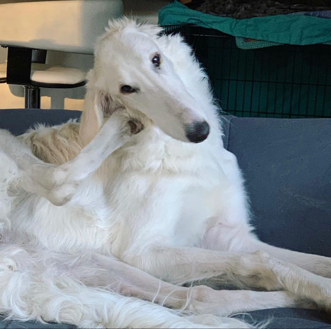 เจ้าเอริส สุนัขจมูกยาวที่สุดในโลก น้องหมาหน้าแปลก จมูกยาวกว่าไม้บรรทัด