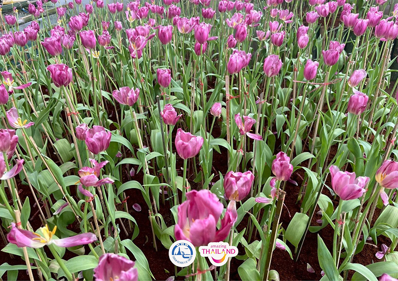 Colorful Garden in Phrae 2025 แพร่