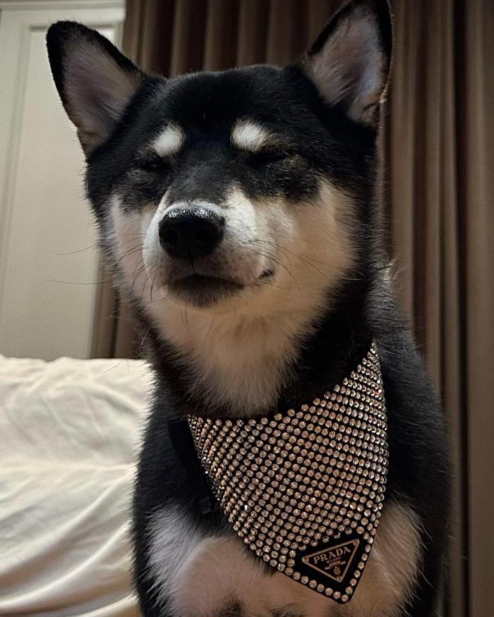 โบกี้ไลอ้อน