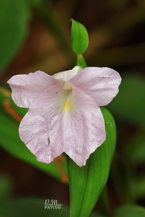 อุทยานแห่งชาติภูเรือ เลย
