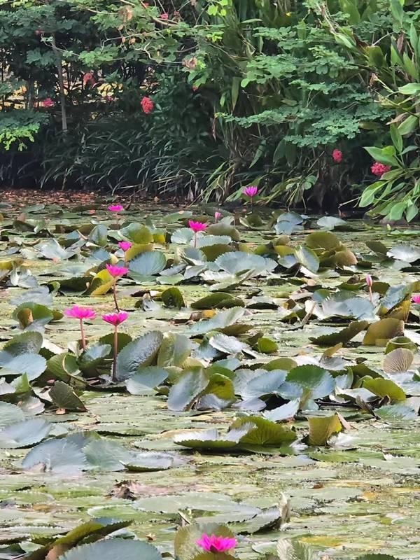 บ้านสวน ป้าจิ๊ อัจฉราพรรณ