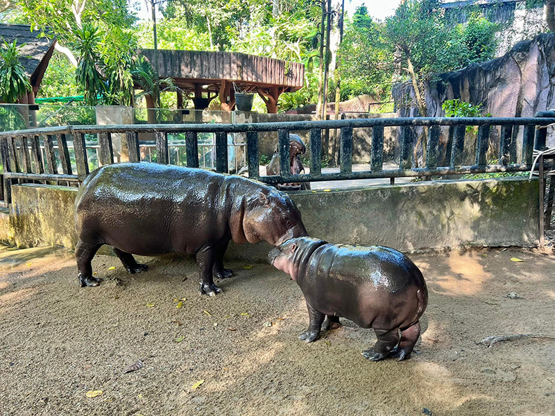 หมูเด้ง เสี่ยงทายประธานาธิบดีสหรัฐฯ คนต่อไป