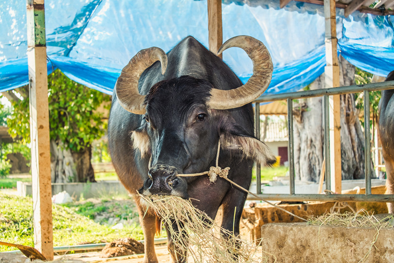 หมู่บ้านอนุรักษ์ควายไทย