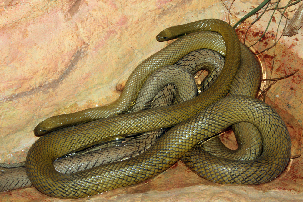 งูไทปันโพ้นทะเล