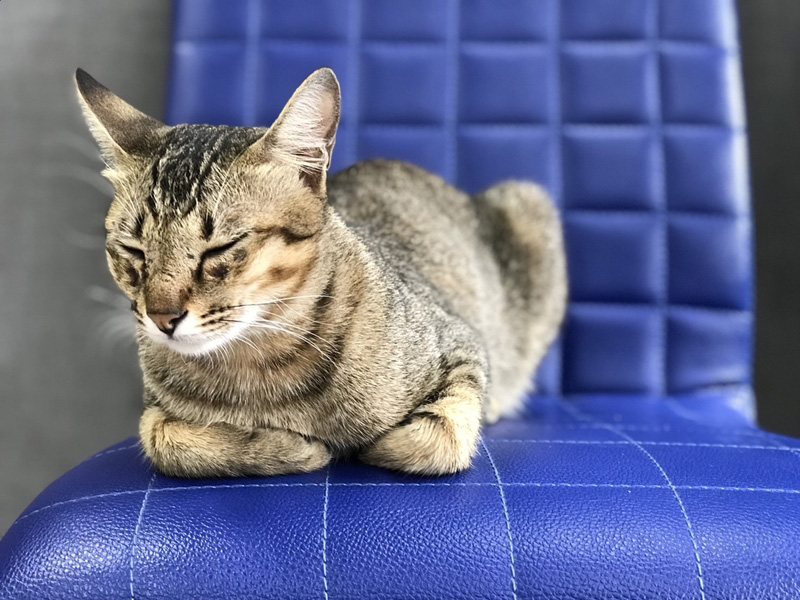 เพจแมวโรงพัก