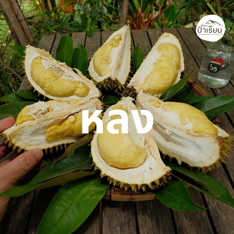 สวนทุเรียนหลงลับแล หลินลับแล