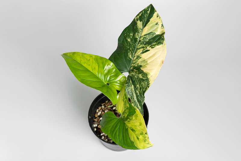 เงินไหลมาด่างเหลือง