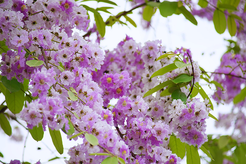 ต้นไม้ดอกสีม่วง ต้นตะแบก