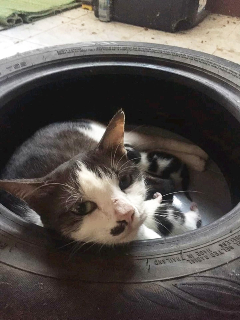 เพจแมวโรงพัก