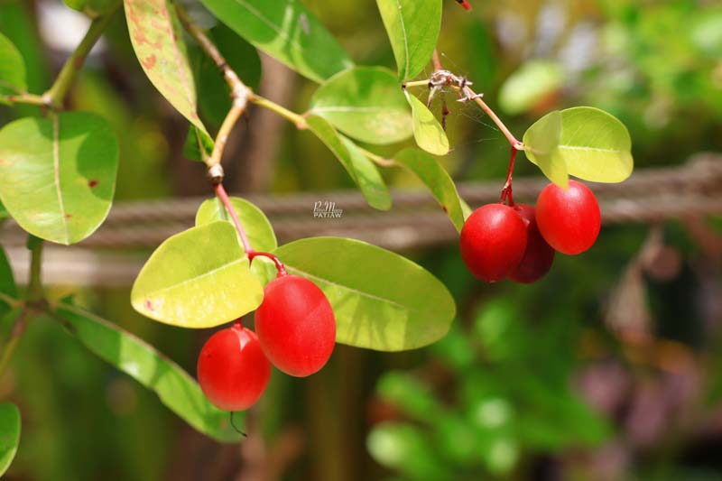 สิริสมปอง ฟาร์ม & คาเฟ่