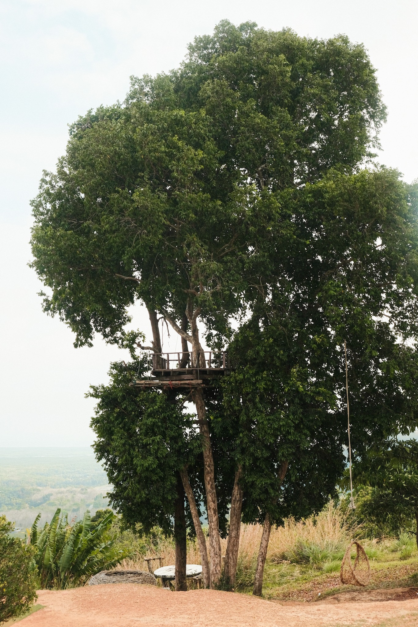 เสม็ดนางชี