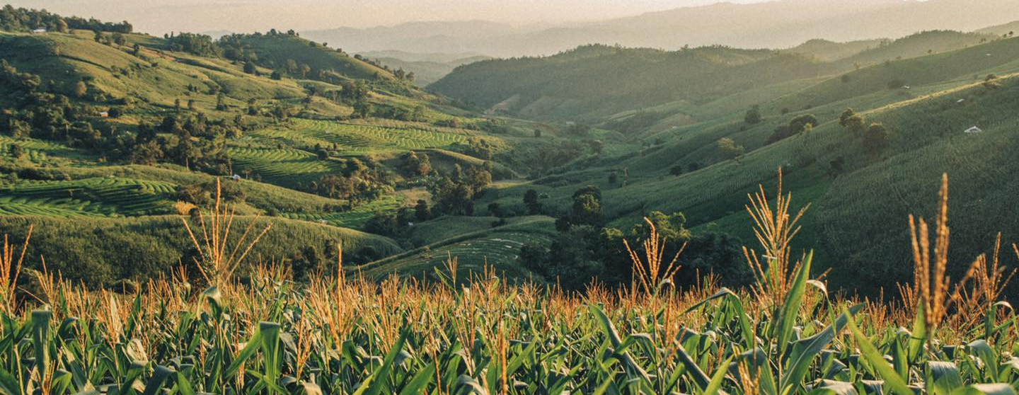 ป่าบงเปียง