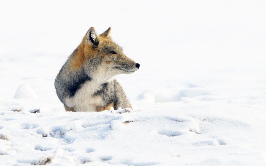 จิ้งจอกทิเบต