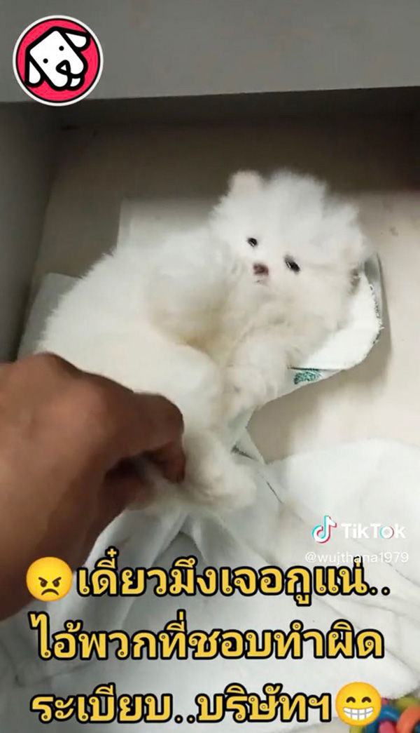 หนุ่มทรงโหด แฉคนทำผิดกฎ แอบเอาหมามาเลี้ยงที่ทำงาน 