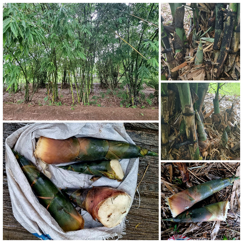 แกงเผ็ดหน่อไม้สด ซี่โครงหมูตุ๋น