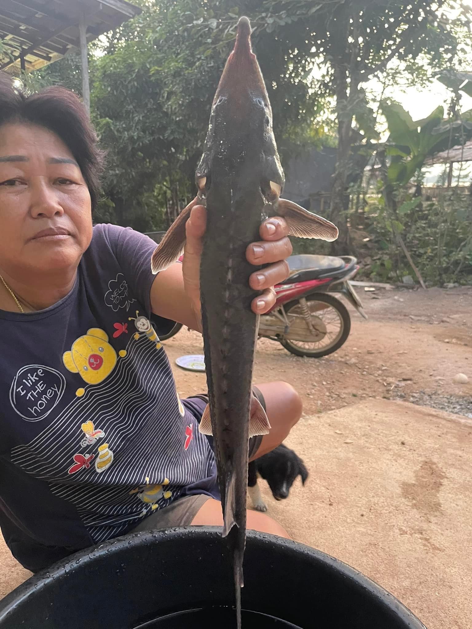 ปลาประหลาด