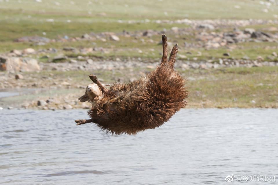 อาบน้ำแกะ