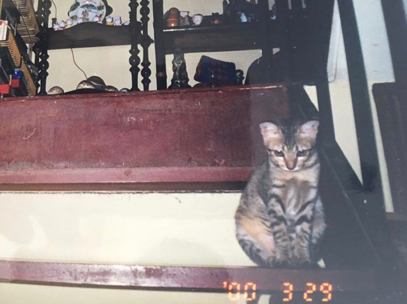 แมวเบลล่า ราณี ตาย