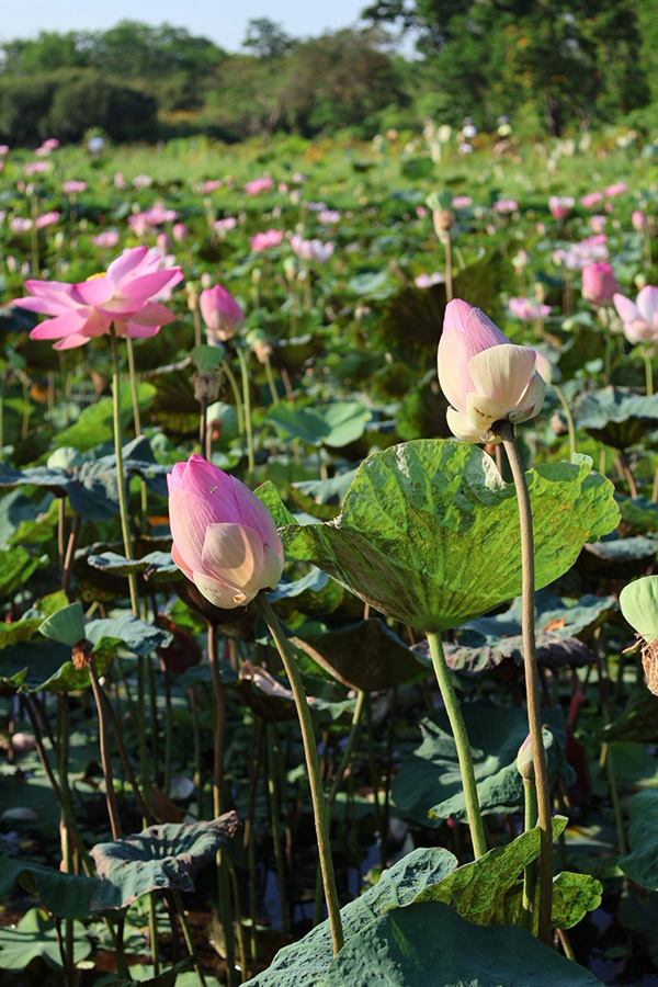 บึงบัว สวนรถไฟ